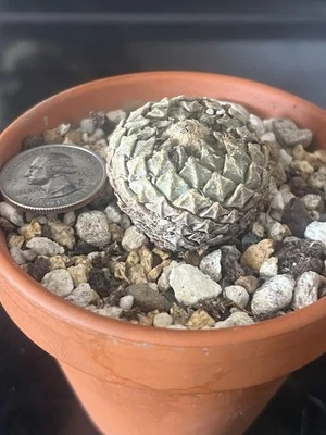 pelecyphora Strobiliformis  own root - Image 1 of 2