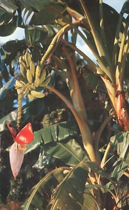 Banana Tree Growing in Florida Postcard - Picture 1 of 2