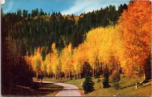 Autumn Colors, Kaibab National Forest, Near Grand Canyon- 1955 Posted Postcard - Picture 1 of 2