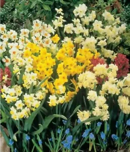 JONQUIL BULBS - Mixed Highly Perfumed - 25 x BULBS - FREE POSTAGE - Picture 1 of 2