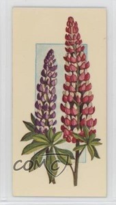 1977 Carreras Craven Black Cat Flowers All the Year Round Tobacco Lupin #22 2p7