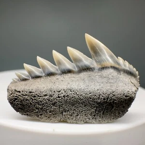 Gorgeous Colors High Quality 1.04" Fossil SEVENGILL COW SHARK Tooth - Aurora, NC - Picture 1 of 4
