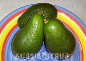 GRAFTED DWARF SHEPARD AVOCADO PLANT-TUBESTOCK SIZE-EARLY FRUIT-FRUIT TREE SHRUB - Picture 1 of 6