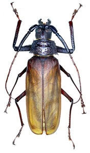 Cerambycidae, Bandar pascoei, Vietnam, 72,2mm, male - Picture 1 of 3