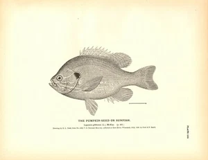 Rare 1884 Antique Fish Print Engraving ~ Special Lot of 8 Sunfish - Picture 1 of 7