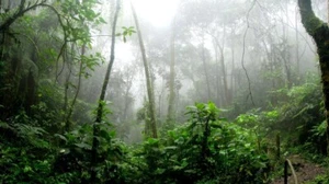 Soothing Sounds Of Nature Rain Forest Cd Relaxation Meditation Sleep Aid relax - Picture 1 of 1