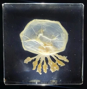2.9" Real Jellyfish in Clear Lucite Resin Preserved Sea Marine Animal Collection - Picture 1 of 14
