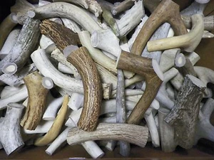 1 lb Shed Deer Antler Dog Chew Treats Knife Handle Craft - Picture 1 of 1