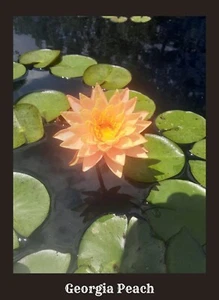 Nymphaea Hardy Waterlilies  - Picture 1 of 1