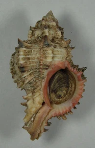 MUREX ROSARIUM 77.16mm BEAUTIFUL FRESH DARK RED SPECIMEN Kribi, Cameroon 12/2018 - Picture 1 of 2