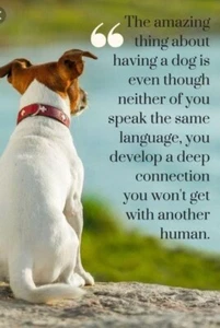 Inspirierender Hund Kühlschrankmagnet 3 1/2 x 5" - Bild 1 von 1