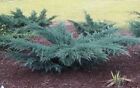 Ginepro della Virginia "Juniperus virginiana Grey Owl" pianta in vaso ø11 cm