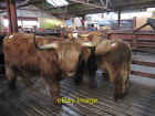 Photo 6X4 Highland Cattle At Malton Market These Are Highland Steers - Ca C2011