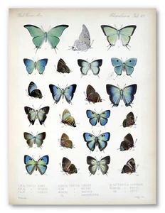 Vintage Blue Butterflies Botanical Art Poster Print, Butterfly Wall Art Decor - Picture 1 of 3