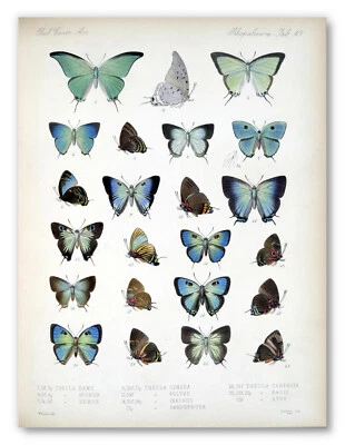 Vintage Blue Butterflies Botanical Art Poster Print, Butterfly Wall Art Decor - Image 1 of 3