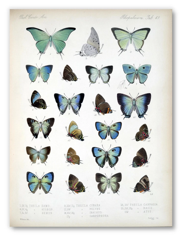 Vintage Blue Butterflies Botanical Art Poster Print, Butterfly Wall Art Decor - Image 1 of 3