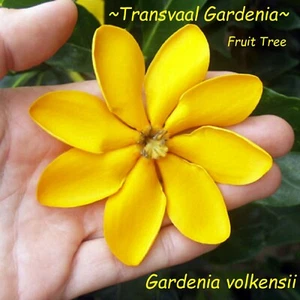 ~Transvaal Gardenia~ BUSHVELD Fruit Tree Gardenia volkensii Live 2-3+ Potd PLANT - Picture 1 of 9