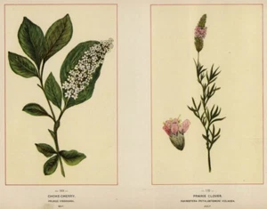 Choke-Cherry & Prairie Clover: 1894 Wildflower Chromolithograph Botanicals - Bild 1 von 2