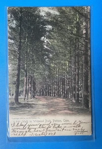 PUTNAM Connecticut 1905 Wildwood Park Vintage Postcard - Picture 1 of 2