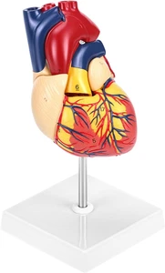 Human Heart Model Anatomically Accurate Numbered 2-Part Life Size Heart Medical - Picture 1 of 12