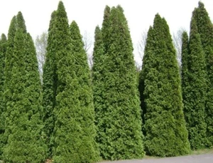 THUJA TREE SEEDS (Thuja occidentalis) White Cedar Arborvitae -Bulk -Trees Bonsai - Picture 1 of 4