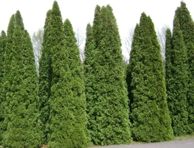 THUJA TREE SEEDS (Thuja occidentalis) White Cedar Arborvitae -Bulk -Trees Bonsai - Image 1 of 4