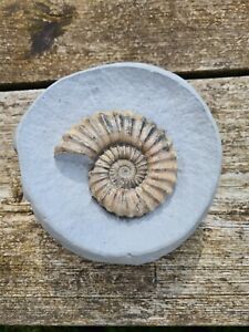 Androgynoceras ammonite fossil
