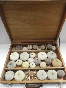 COLLECTION VINTAGE SEA URCHIN SHELLS   SPECIMENS IN WOODEN CASE - Bild 1 von 16