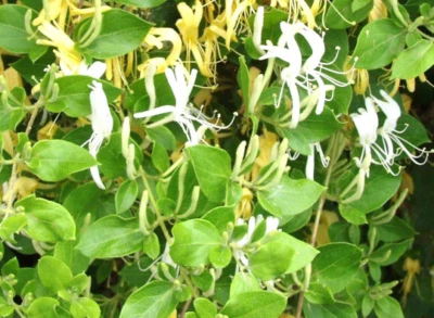 1 MATURE LIVE PLANT HALL'S HONEYSUCKLE WHITE YELLOW FLOWERS Japanese Lonicera - Image 1 of 3