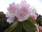 Wild Rhododendron / Alpenrose - Rhododendron oreodoxa