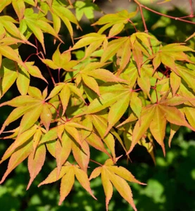 Cuerno de abanico Osakazuki 100-125cm - Acer palmatum - Imagen 1 de 1