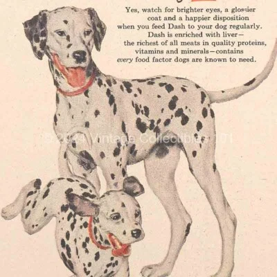 1949 Armour Dash Dog Food Dalmatian Dog Puppy photo art decor vintage print ad - Image 1 of 4