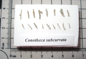 Cambrian Small Shelly Fauna fossils Conotheca subcurvata China in display #2 - Picture 1 of 4