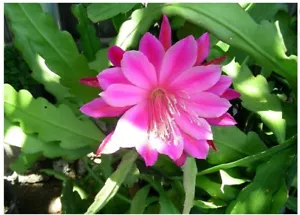 Rosa EPIPHYLLUM Orchidea Cactus Regina della Notte Oxypetalum Cereus Pianta VIVA - Foto 1 di 1