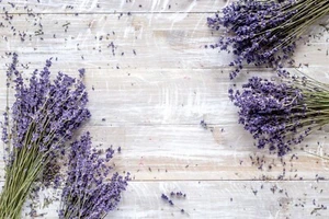 LAVENDER Munstead 50+ Seeds flower garden HEDGE BORDER dwarf plant BLUE fragrant - Picture 1 of 3