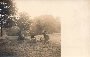 Echtes Foto Elch Familie Kalb Mutter Postkarte - Bild 1 von 2