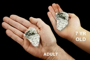 GREEN TREE AGATE 2" 2-4 Oz Rock Mineral Heart Chakra Metaphysical Healing Stone - Picture 1 of 3