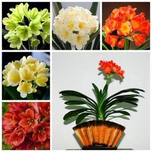 5Pcs Clivia Seeds Kaffir Lily Clivia miniata Garden Flowers - Picture 1 of 15
