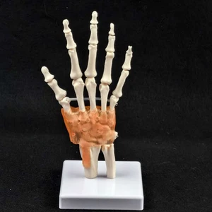 Life Size Hand Joint with Ligaments Anatomical Medical Model Skeleton Anatomy - Picture 1 of 3
