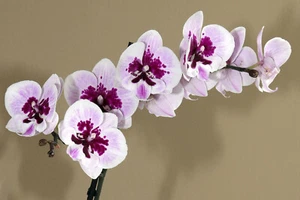 Phalaenopsis Aladin - Bild 1 von 9
