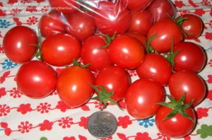 Porter Prolific tomato seeds non-gmo heirloom open pollinated  - Picture 1 of 4