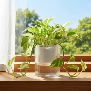 Self-Watering Planter – 6.9 inch Transparent Automatic Watering Pot - Picture 1 of 18