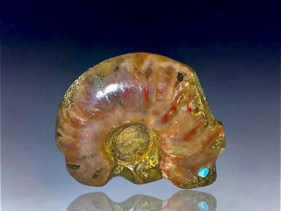 Fetiche de oso amonita opalizado tallado nativo americano Zuni por Brandon Phillips Foto 1 de 4