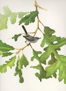 J F Lansdowne BLUE GRAY GNATCATCHER bird illustration 1977 vintage color print - Picture 1 of 4