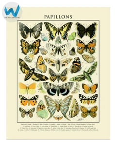 Butterfly Chart Poster Lepidoptera Illustration Wall Art 12X16/16X20/18X24/24X36 - Picture 1 of 6