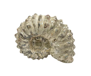 Tractor Ammonite - Medium - Picture 1 of 2
