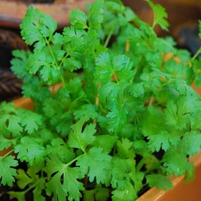 200++ Cilantro / CORIANDER 种子 | 传家宝 - 非转基因 | 草本种子 - 美国卖家 — 第 1/3 张图片