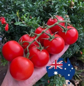 Cocktail Truss Tomato 50 Seeds – Sweet Tasty Cluster Variety | Easy To Grow - Picture 1 of 1