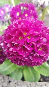 Kugel-Primeln * Primula denticulata * pink *  30 Blumensamen * handverlesen