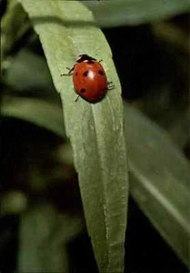 DJH Postkarte Ansichtskarte Tiere Animals AK 1973 Marienkäfer Käfer Insekten  - Picture 1 of 2